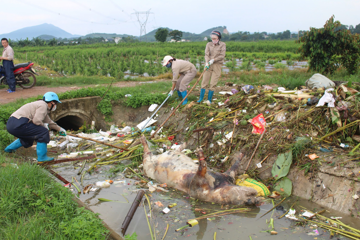 Nhân viên của Công ty TNHH MTV Sông Chu thu gom xác lợn Nhân viên của Công ty TNHH MTV Sông Chu thu gom xác lợn