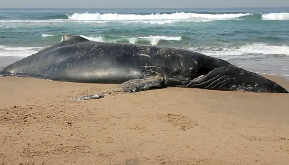 10 video ‘hot’: Thủ môn nhận thẻ đỏ vì 'sàm sỡ' đối phương ảnh 9