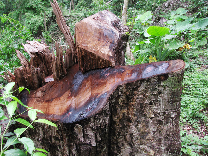 Những cây nghiến cổ thụ lần lượt bị đốn hạ