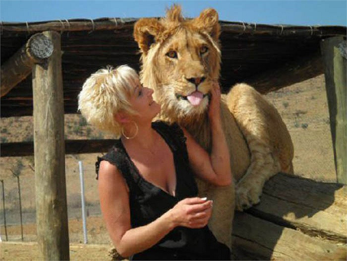 Tim ba không phải là con sư tử duy nhất được cưng chiều