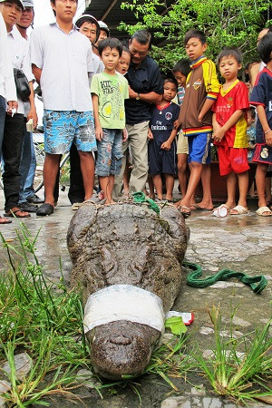 Cá sấu 'khủng' sổng chuồng, dân cả vùng chết khiếp ảnh 1