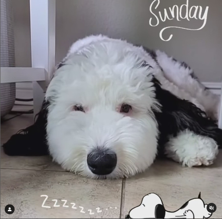 Số lượng người theo dõi trên Instagram của Bayley đã tăng chóng mặt. Số lượng người theo dõi trên Instagram của Bayley đã tăng chóng mặt.