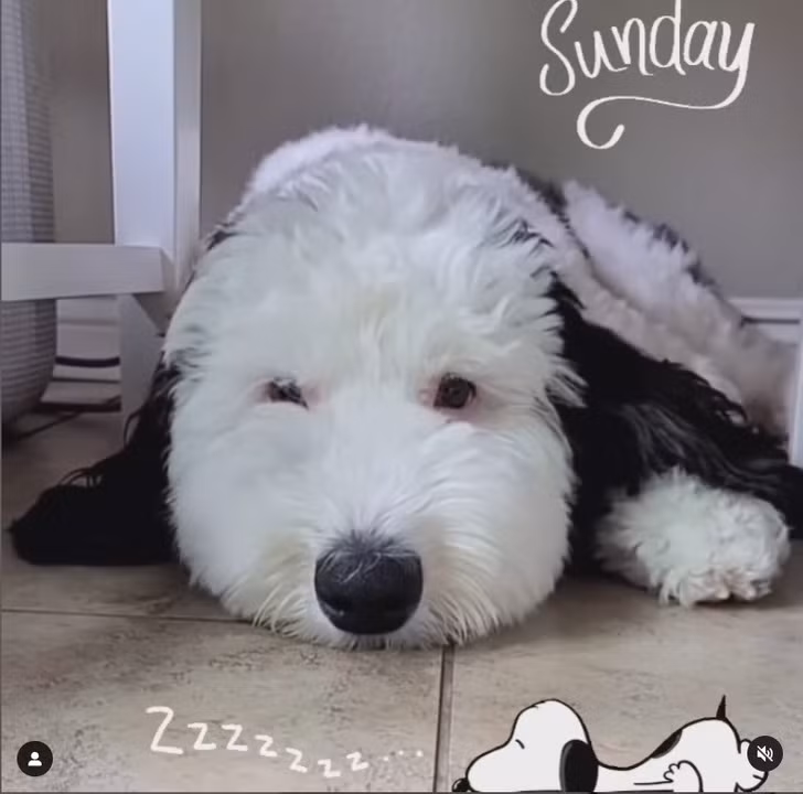 Số lượng người theo dõi trên Instagram của Bayley đã tăng chóng mặt.