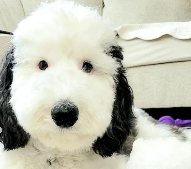 Bayley đã chiếm được cảm tình của những người yêu chó khắp cõi mạng. Bayley đã chiếm được cảm tình của những người yêu chó khắp cõi mạng.