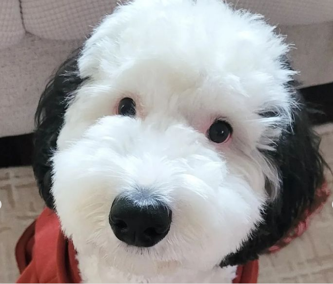 Bayley là một chó chăn cừu nhỏ, lai giữa chó chăn cừu Anh và chó lông xù. Bayley là một chó chăn cừu nhỏ, lai giữa chó chăn cừu Anh và chó lông xù.