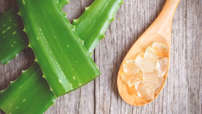 Da đầu nhạy cảm nên chọn các sản phẩm có bổ sung lô hội với đặc tính làm dịu da. Da đầu nhạy cảm nên chọn các sản phẩm có bổ sung lô hội với đặc tính làm dịu da.