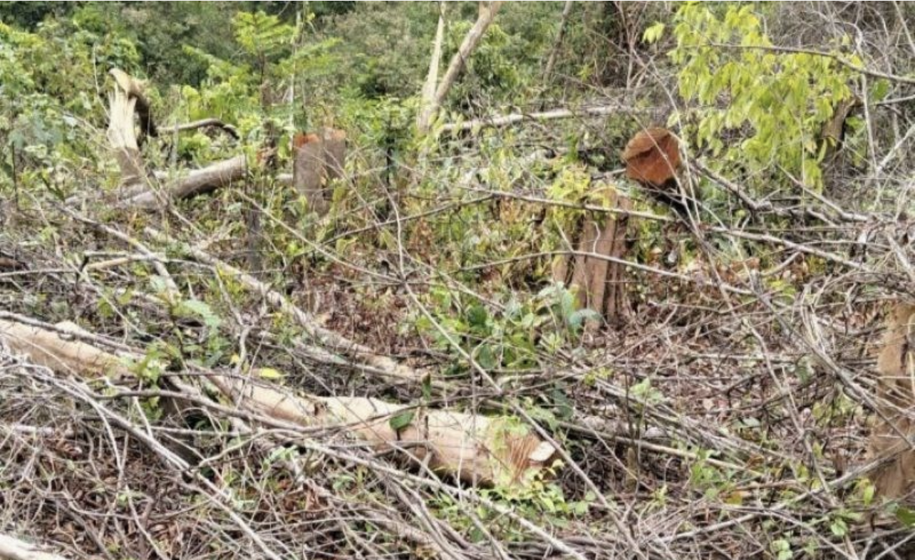 Hiện trường cây rừng bị chặt phá. Ảnh: Hưng Lâm Hiện trường cây rừng bị chặt phá. Ảnh: Hưng Lâm