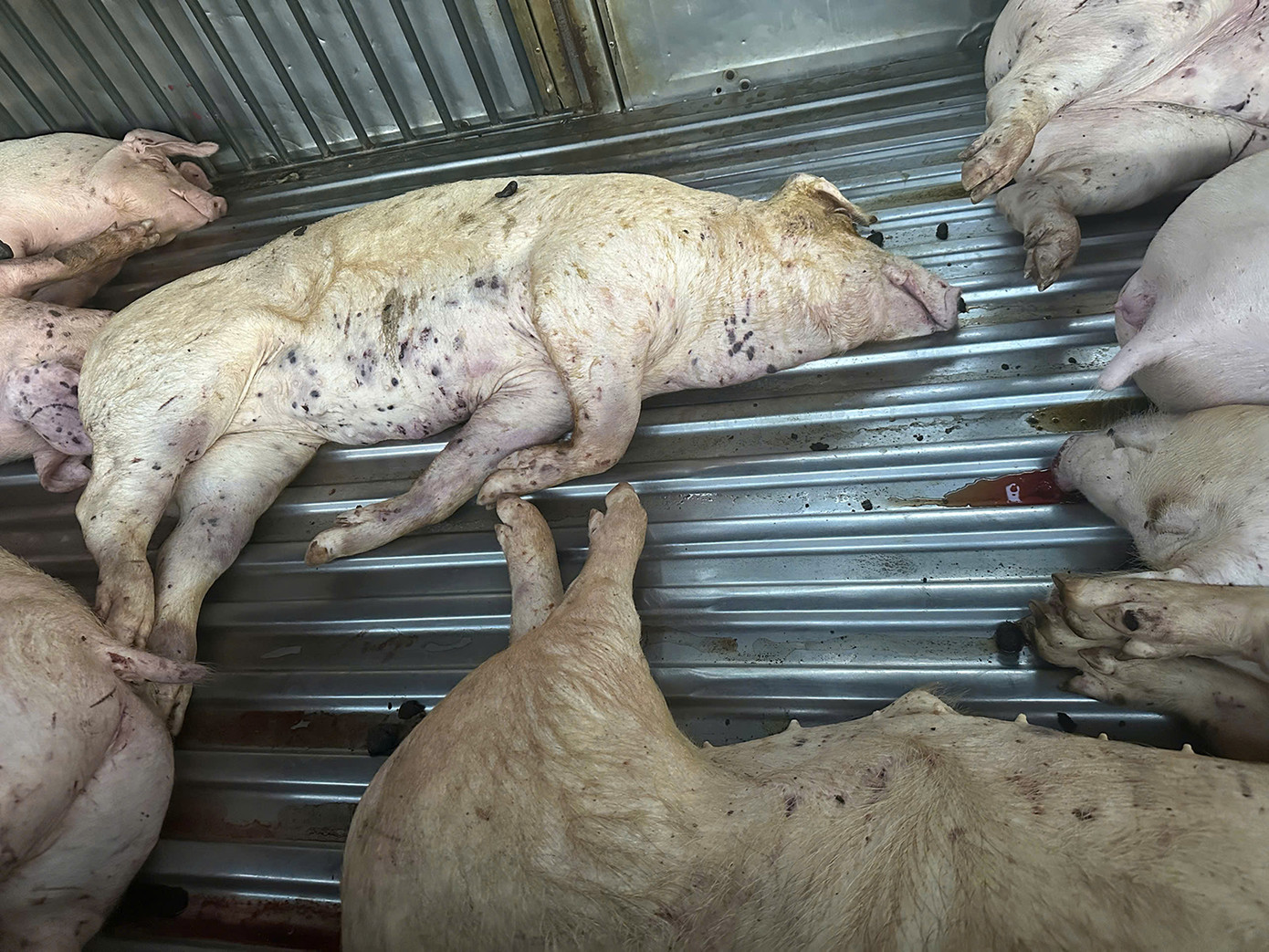 9 con lợn chết trên xe tải bị lực lượng chức năng tỉnh Quảng Trị phát hiện ở một lò mổ tập trung tại phường Đông Lương, thành phố Đông Hà