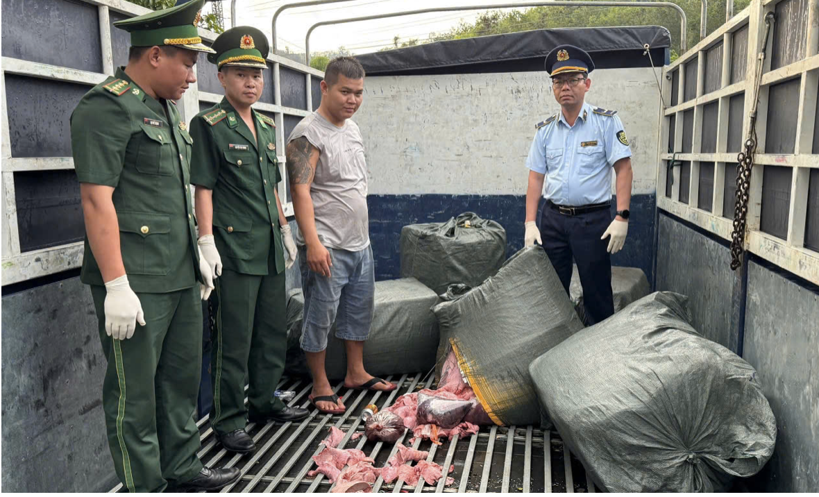 Đồn Biên phòng CKQT Lao Bảo cùng các lực lượng phát hiện vụ vận chuyển 600 kg lòng lợn không rõ nguồn gốc