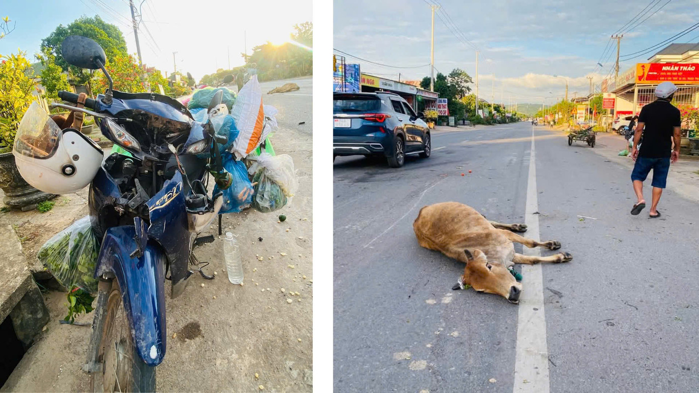 Hiện trường vụ tai nạn xảy ra tại tại km 14+350 Quốc lộ 9 (thuộc địa phận thôn Tân Trang, xã Cam Thành, huyện Cam Lộ, tỉnh Quảng Trị ) do bò thả rông Hiện trường vụ tai nạn xảy ra tại tại km 14+350 Quốc lộ 9 (thuộc địa phận thôn Tân Trang, xã Cam Thành, huyện Cam Lộ, tỉnh Quảng Trị ) do bò thả rông