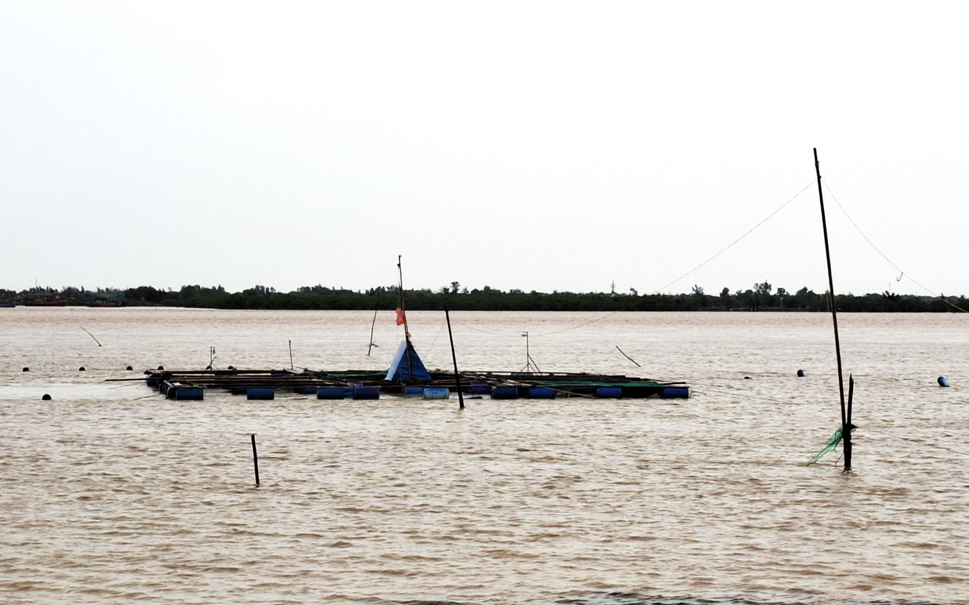 Cá nuôi lồng bè trên sông Hiếu chết hàng loạt do mưa lớn, nước từ thượng nguồn đổ về mạnh. Ảnh: Sĩ Hoàng