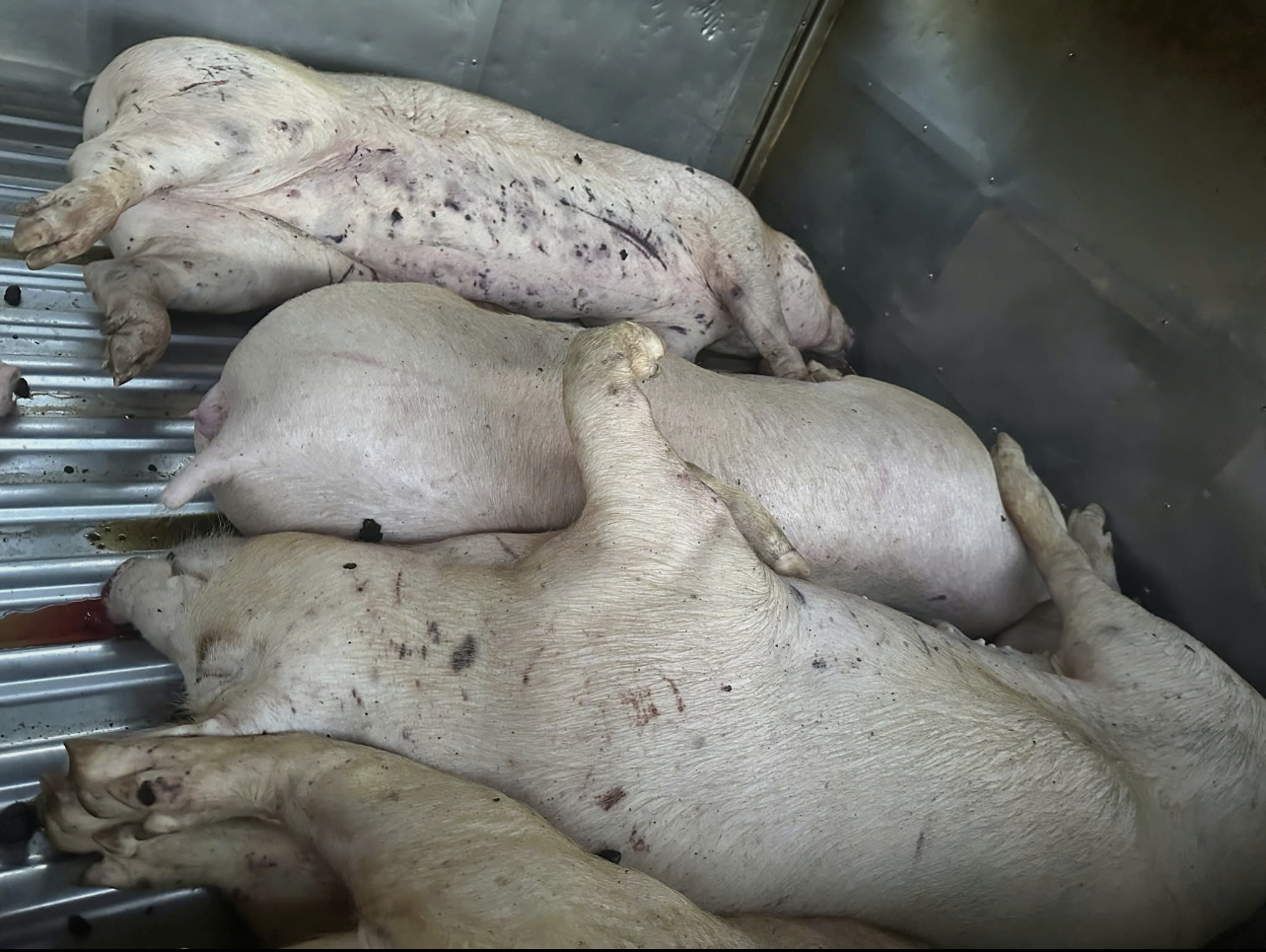 Qua kiểm tra ô tô tải đang dừng đỗ tại sân của cơ sở giết mổ, lực lượng chức năng phát hiện trên xe có 9 con lợn đã chết. Ảnh: CAQT