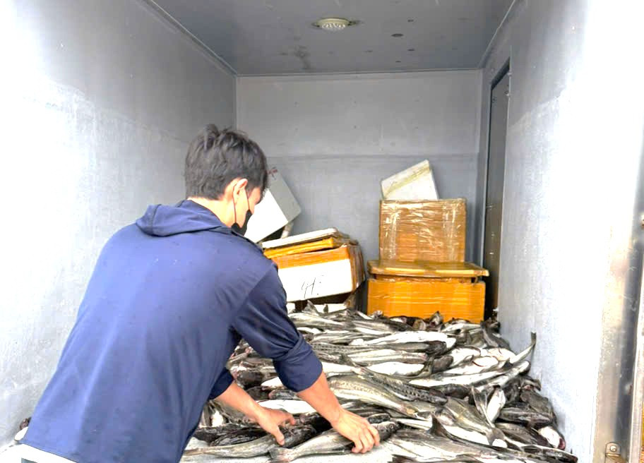 Để giảm bớt thiệt hại, nhiều gia đình vớt cá nuôi trong lồng bè để bán