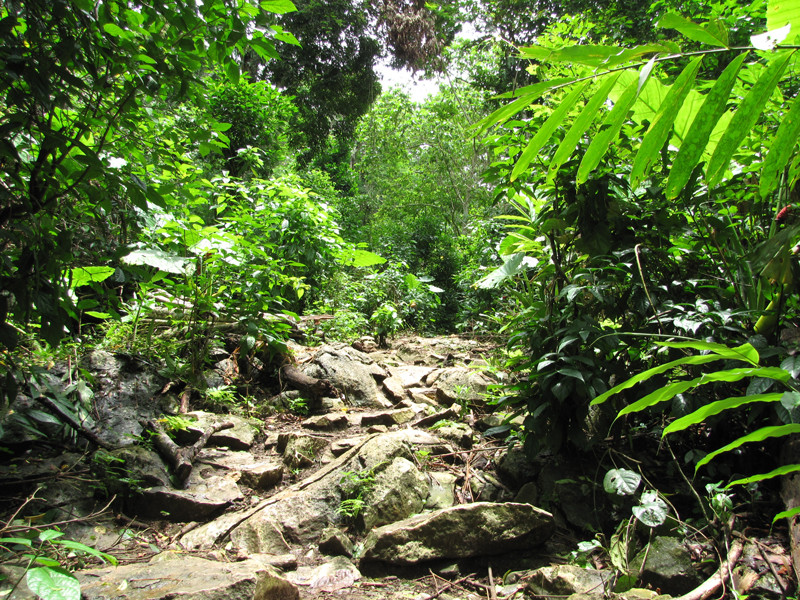 Con đường mòn lâm tặc thường vào đốn hạ nghiến tại Vườn Quốc gia Ba Bể