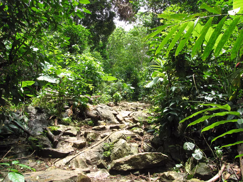 Con đường mòn lâm tặc thường vào đốn hạ nghiến tại Vườn Quốc gia Ba Bể