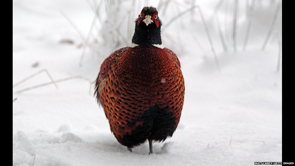 Một chú chim đang đứng co ro giữa băng tuyết tại vương quốc Anh. Tại đây, nhiệt độ đã xuống tới -12 độ C. Ảnh: Getty Images