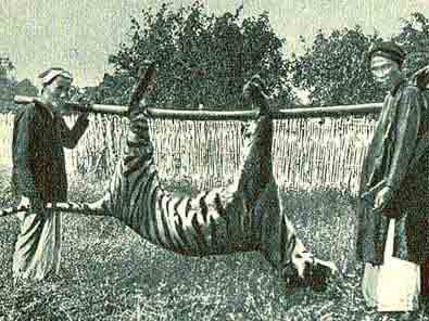 Mãnh hổ bị tiêu diệt