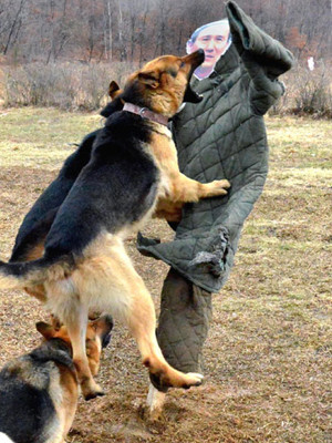 Chó nghiệp vụ của Triều Tiên cắn hình nộm Bộ trưởng Quốc phòng Hàn Quốc Kim Kwan-jin Ảnh: KCNA