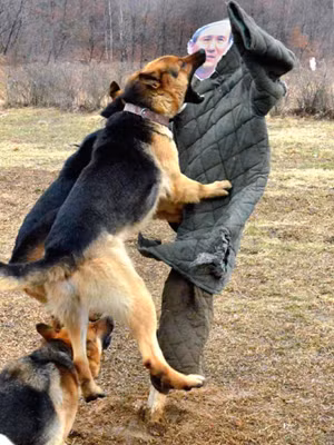 Chó nghiệp vụ của Triều Tiên cắn hình nộm Bộ trưởng Quốc phòng Hàn Quốc Kim Kwan-jin Ảnh: KCNA