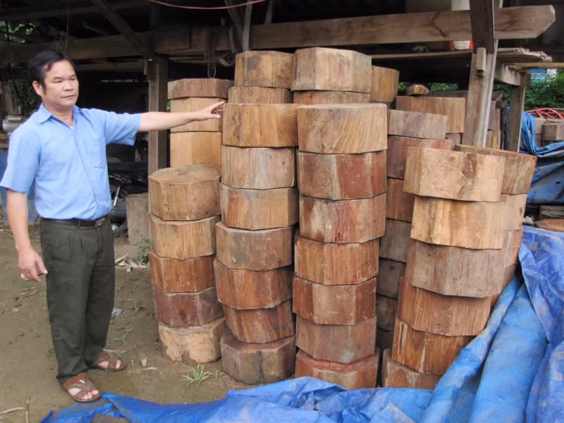 Nếu không có sự vào cuộc đồng bộ của các cơ quan chức năng, sự phối hợp của chính quyền và người dân địa phương, gỗ nghiến sẽ còn bị đốn hạ