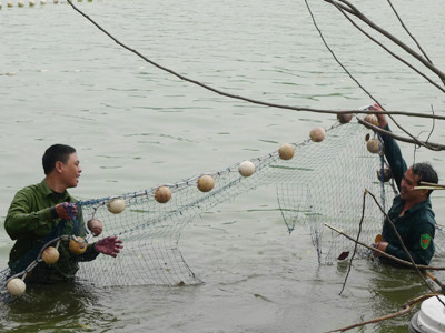 Cụ rùa cào rách hai lớp lưới và thoát ra ngoài Ảnh: M.H