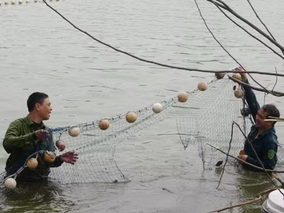 Cụ rùa cào rách hai lớp lưới và thoát ra ngoài Ảnh: M.H