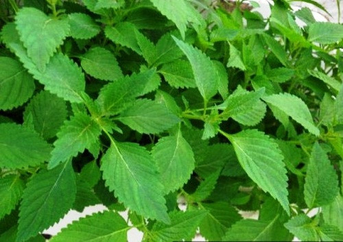 Các loại lá tắm chữa rôm sảy cực hiệu quả cho bé