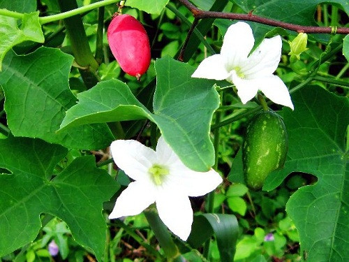 Các loại lá tắm chữa rôm sảy cực hiệu quả cho bé