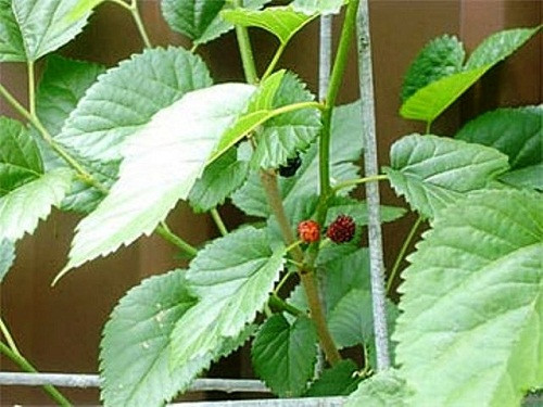 Các loại lá tắm chữa rôm sảy cực hiệu quả cho bé