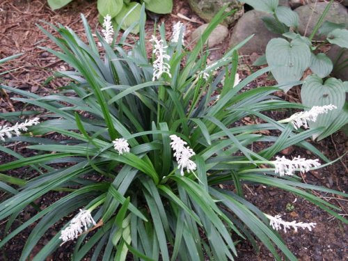 Cây mạch môn. Ảnh:ykhoaviet. 3-loai-cay-giup-phong-tranh-nhoi-mau-co-tim-1