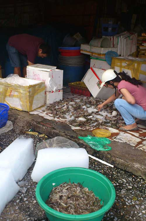 Tôm “say” loại 40 con/kg được chia thành nhiều loại phụ thuộc vào độ tươi, có giá 100.000 - 180.000 đồng/kg. Tôm “say” loại 40 con/kg được chia thành nhiều loại phụ thuộc vào độ tươi, có giá 100.000 - 180.000 đồng/kg