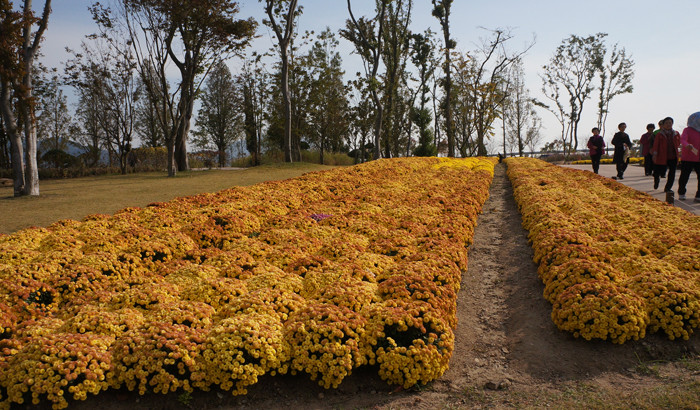 Hoa vàng trong khu triển lãm vườn quốc tế ở thành phố Sunchen, cực Nam của Hàn Quốc. Hoa vàng trong khu triển lãm vườn quốc tế ở thành phố Sunchen, cực Nam của Hàn Quốc