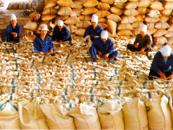 Chuẩn bị cà phê xuất khẩu ở Cty Cà phê Phước An