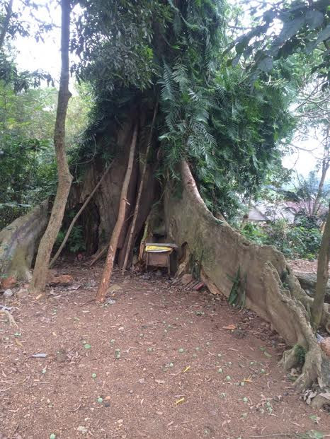 Kỳ lạ cổ thụ hàng trăm tuổi bên dấu chân hổ giữa làng ảnh 5