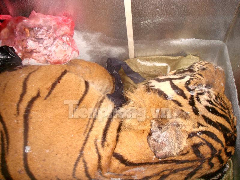 Con hổ bị xẻ làm đôi trong chiếc thùng đông lạnh cỡ lớn Chiếc đầu và một nửa khác của con hổ thứ hai vứt trong góc nhà bẩn thỉu 2 miếng thịt hổ lớn vứt trong nhà vệ sinh, một miếng nằm ngay trên bệ xí Hai nồi cao khỉ được nấu công khai ở sân khu tập thể Đĩa đựng óc và cặp mắt hổ Nồi cao khỉ đang được nấu Bộ da hổ còn nguyên đựng trong thùng đông lạnh thứ hai Lực lượng công an thẩm vấn những đối tượng liên quan 4 chiếc ngà voi bị thu giữ Bộ da hổ nhồi cùng 2 đầu hươu còn nguyên sừng Con hổ bị xẻ làm đôi trong chiếc thùng đông lạnh cỡ lớn Chiếc đầu và một nửa khác của con hổ thứ hai vứt trong góc nhà bẩn thỉu 2 miếng thịt hổ lớn vứt trong nhà vệ sinh, một miếng nằm ngay trên bệ xí Hai nồi cao khỉ được nấu công khai ở sân khu tập thể Đĩa đựng óc và cặp mắt hổ Nồi cao khỉ đang được nấu Bộ da hổ còn nguyên đựng trong thùng đông lạnh thứ hai Lực lượng công an thẩm vấn những đối tượng liên quan 4 chiếc ngà voi bị thu giữ Bộ da hổ nhồi cùng 2 đầu hươu còn nguyên sừng