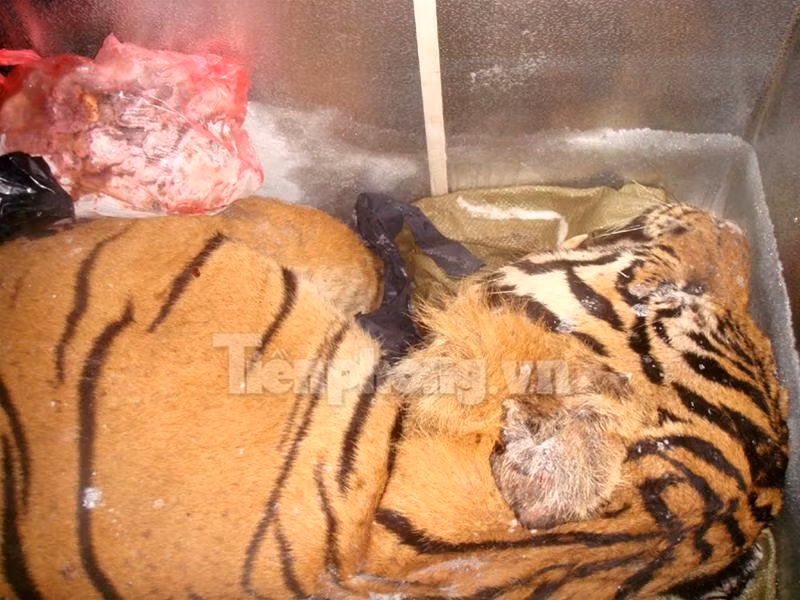 Con hổ bị xẻ làm đôi trong chiếc thùng đông lạnh cỡ lớn Chiếc đầu và một nửa khác của con hổ thứ hai vứt trong góc nhà bẩn thỉu 2 miếng thịt hổ lớn vứt trong nhà vệ sinh, một miếng nằm ngay trên bệ xí Hai nồi cao khỉ được nấu công khai ở sân khu tập thể Đĩa đựng óc và cặp mắt hổ Nồi cao khỉ đang được nấu Bộ da hổ còn nguyên đựng trong thùng đông lạnh thứ hai Lực lượng công an thẩm vấn những đối tượng liên quan 4 chiếc ngà voi bị thu giữ Bộ da hổ nhồi cùng 2 đầu hươu còn nguyên sừng Con hổ bị xẻ làm đôi trong chiếc thùng đông lạnh cỡ lớn Chiếc đầu và một nửa khác của con hổ thứ hai vứt trong góc nhà bẩn thỉu 2 miếng thịt hổ lớn vứt trong nhà vệ sinh, một miếng nằm ngay trên bệ xí Hai nồi cao khỉ được nấu công khai ở sân khu tập thể Đĩa đựng óc và cặp mắt hổ Nồi cao khỉ đang được nấu Bộ da hổ còn nguyên đựng trong thùng đông lạnh thứ hai Lực lượng công an thẩm vấn những đối tượng liên quan 4 chiếc ngà voi bị thu giữ Bộ da hổ nhồi cùng 2 đầu hươu còn nguyên sừng