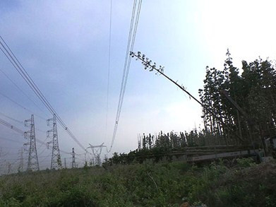 Cây dầu 10m dính vào lưới điện 500KV