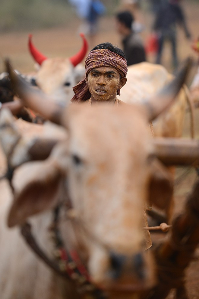 Người dân Thủ đô sẽ tiếp tục được chiêm ngưỡng những màn đua sôi động náo nhiệt khi nài cùng các chú bò Bảy Núi tái hiện ngày đua tài thứ hai vào 23/11 tới