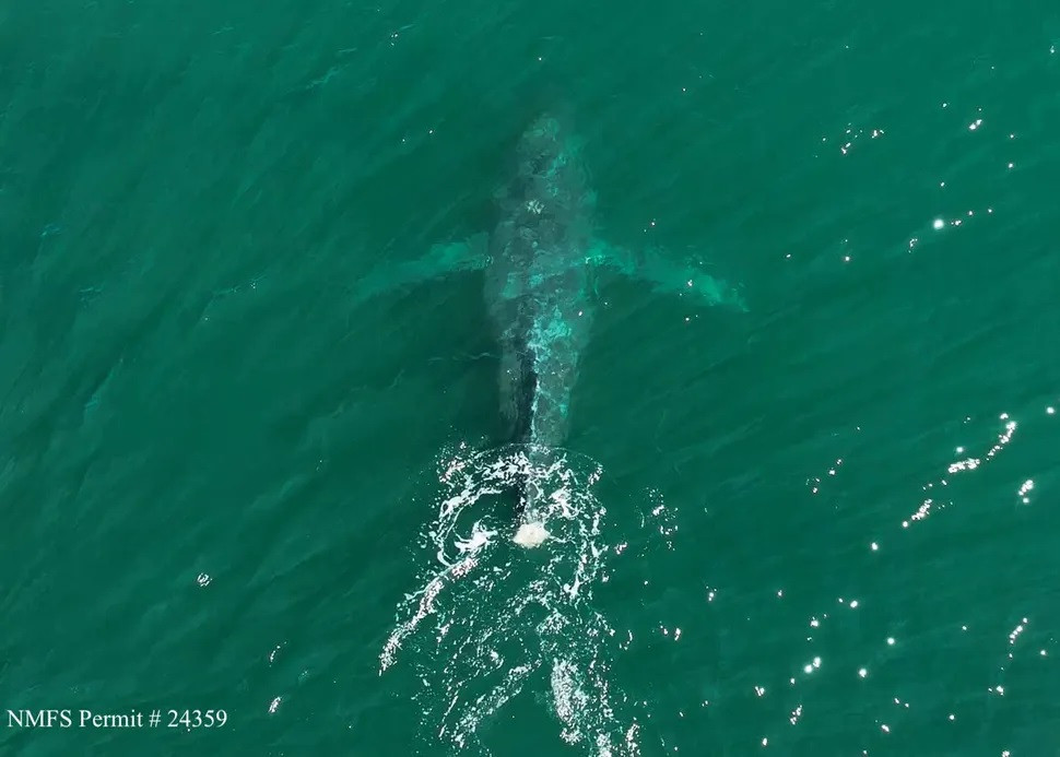 Nếu không có vây đuôi, cá voi lưng gù sẽ gặp khó khăn trong việc đáp ứng nhu cầu thức ăn.(Ảnh chụp từ máy bay không người lái của Eric Guth, Bảo tàng Cá voi ghi lại) Nếu không có vây đuôi, cá voi lưng gù sẽ gặp khó khăn trong việc đáp ứng nhu cầu thức ăn.(Ảnh chụp từ máy bay không người lái của Eric Guth, Bảo tàng Cá voi ghi lại)