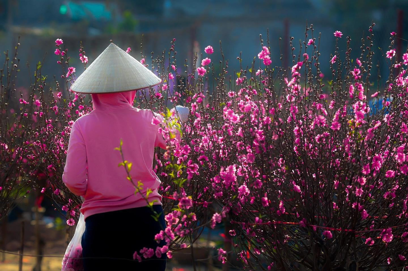Nhiều tiểu thương tranh thủ đi thu mua những cành đào nở sớm. Ảnh: TUNG CAO Nhiều tiểu thương tranh thủ đi thu mua những cành đào nở sớm. Ảnh: TUNG CAO