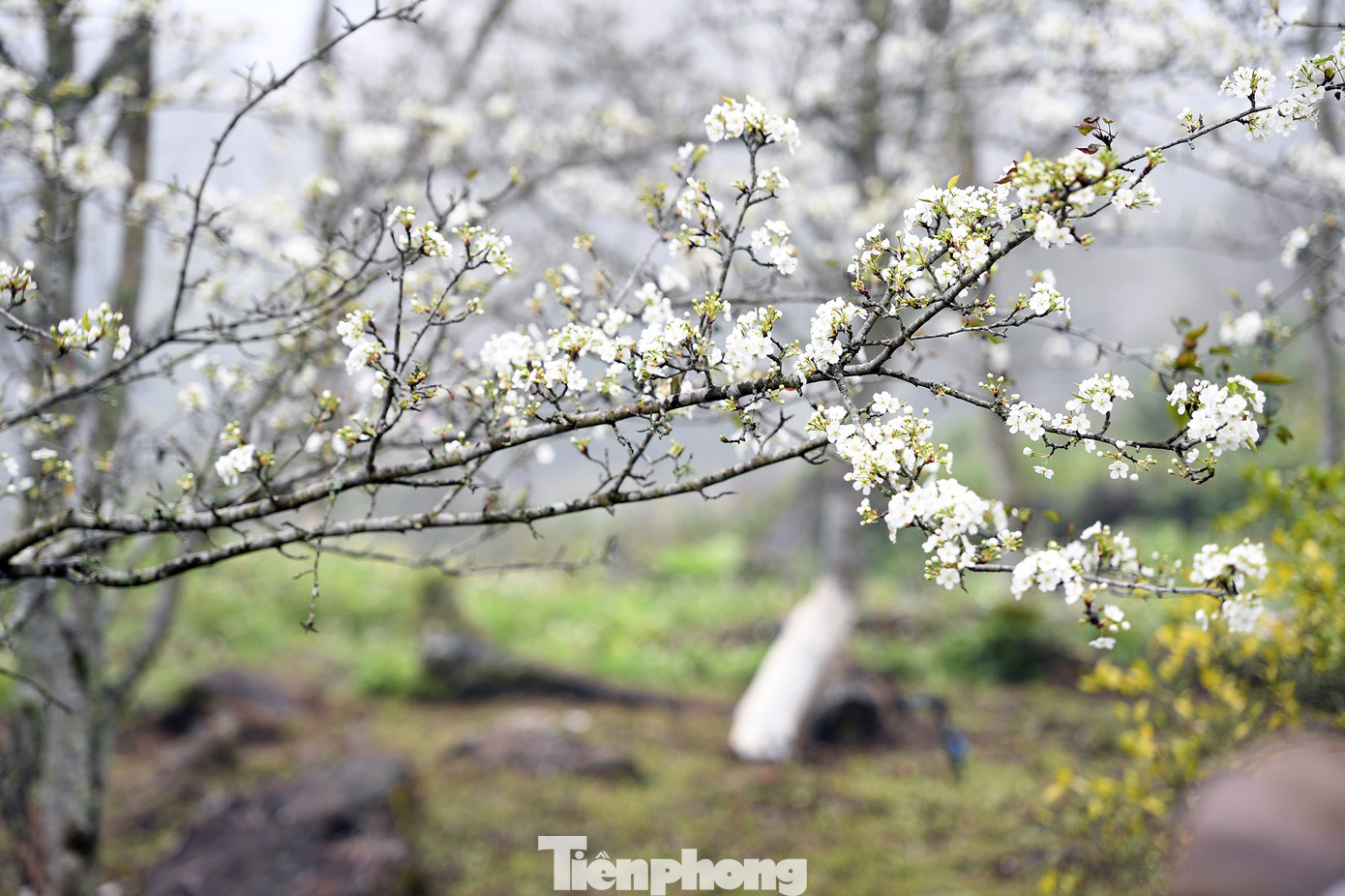 Những cành lê nở bông trắng như tuyết.