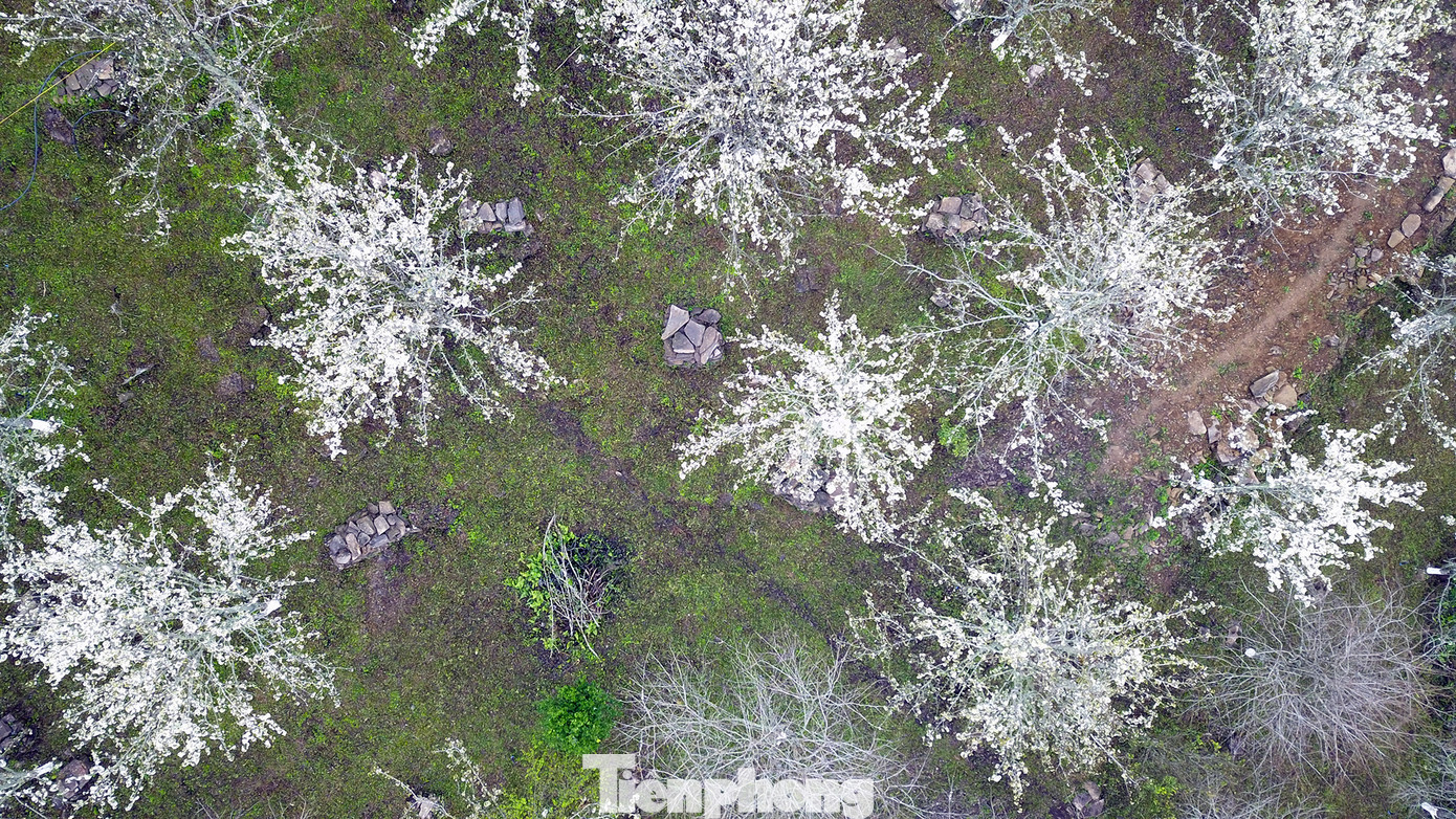 Mùa lê chỉ kéo dài vài tuần sau Tết nên chẳng ngoa khi nói rằng phải đi "săn" mới được chứng kiến thời điểm rừng lê trắng muốt, bung nở rực rỡ nhất.