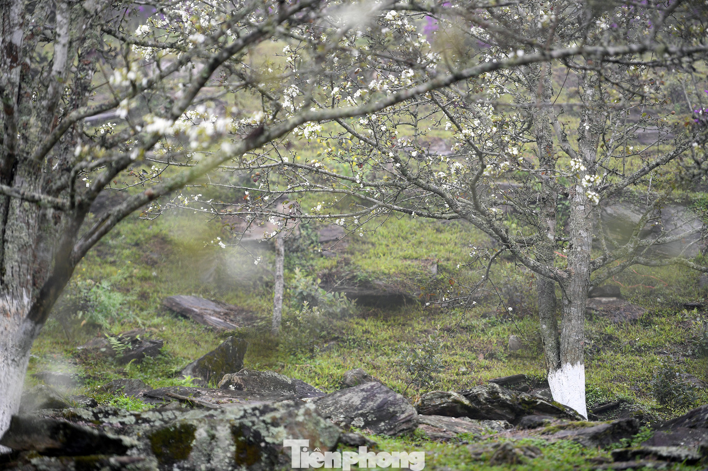 Vườn lê dành cho khách tham quan thường được giữ nguyên cành, không cắt tỉa để bán lẻ. Tuy nhiên, nhà vườn vẫn chiết một vài cành để khách mua về trồng thử nghiệm. Giá những cành lê chiết thường rất rẻ, chỉ khoảng 30.000 - 50.000 đồng.