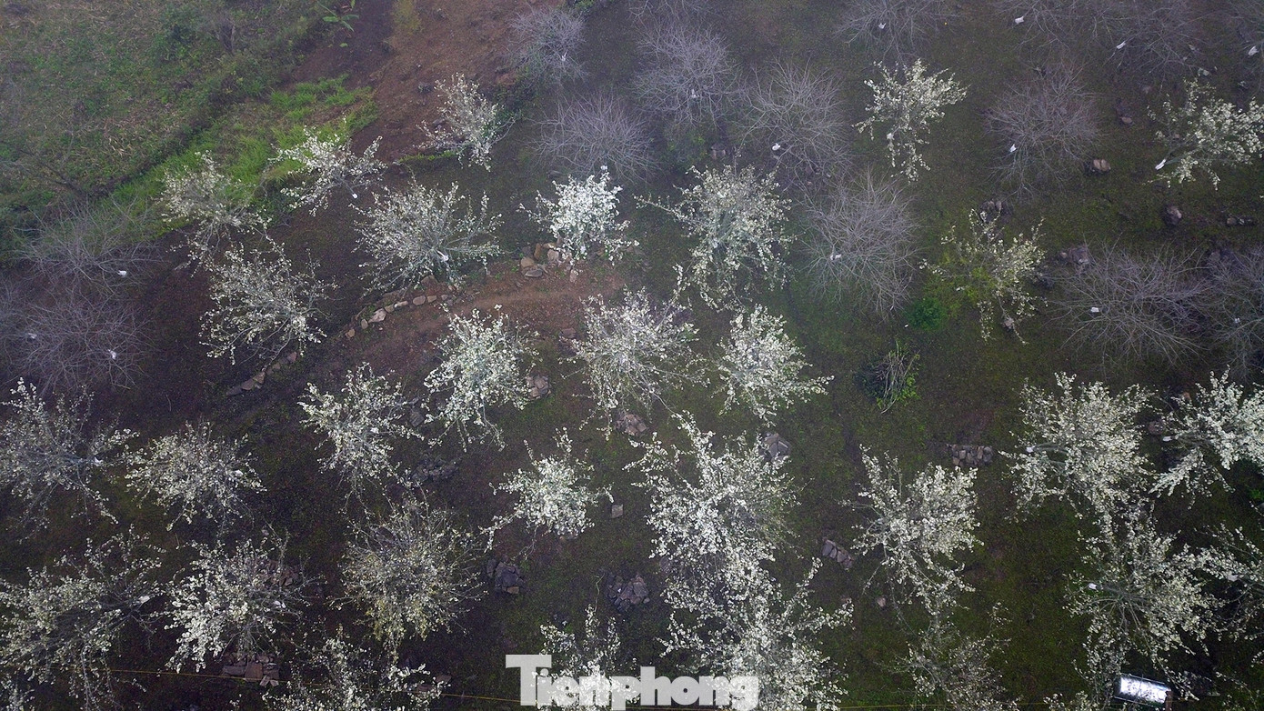 Toàn cảnh vườn lê nhìn từ trên cao.