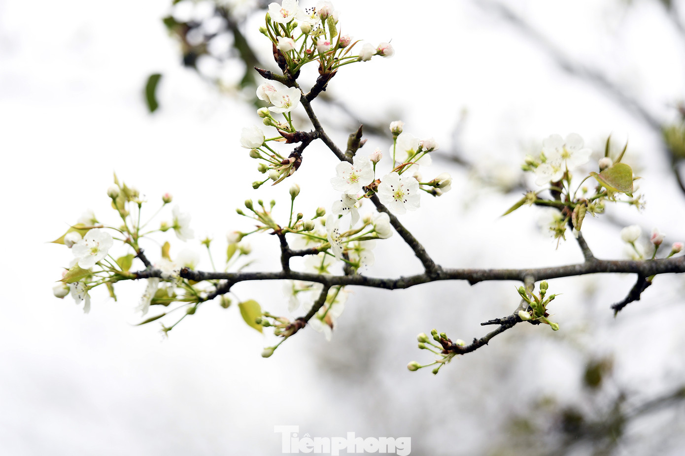 Những bông hoa lê trắng tinh khôi, say đắm lòng người.
