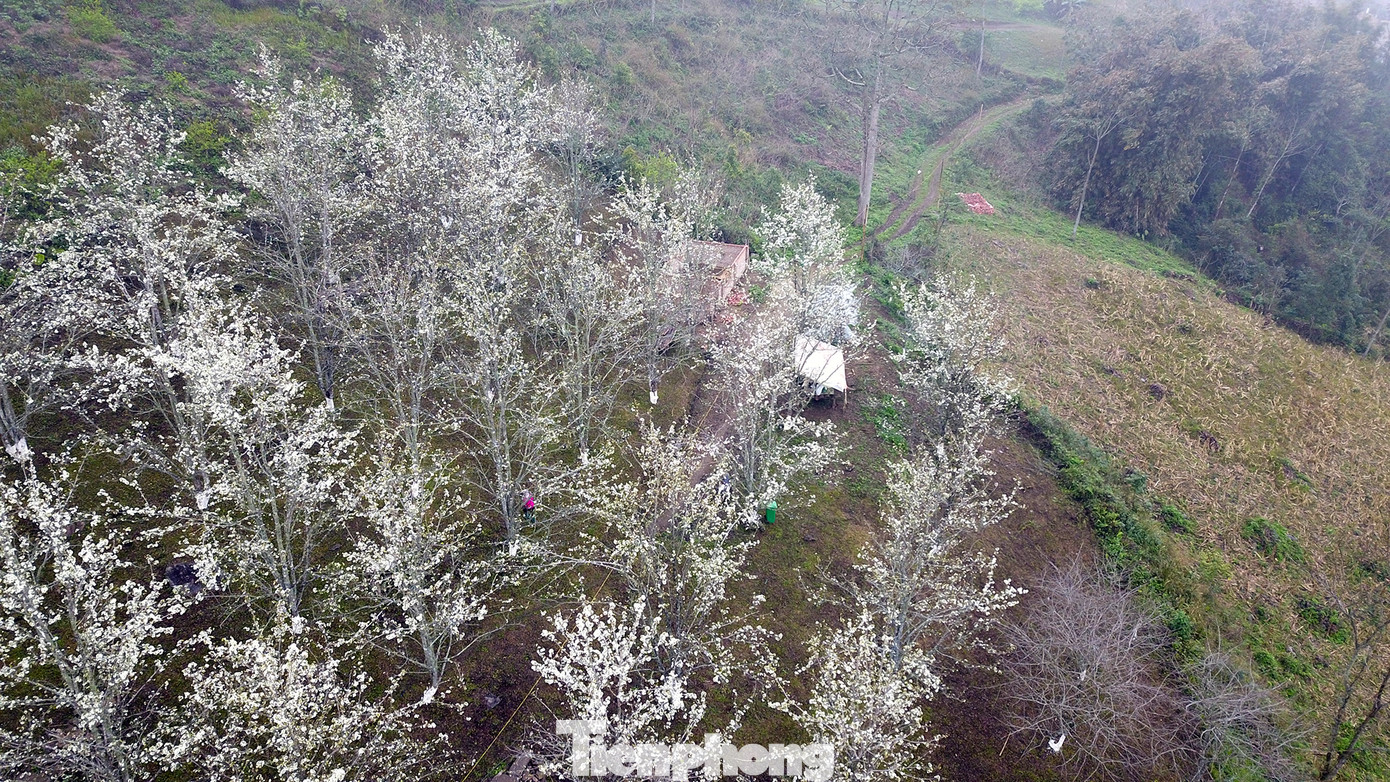 Gần 100 gốc lê của gia đình nhà anh Lương được trồng từ năm 2004.