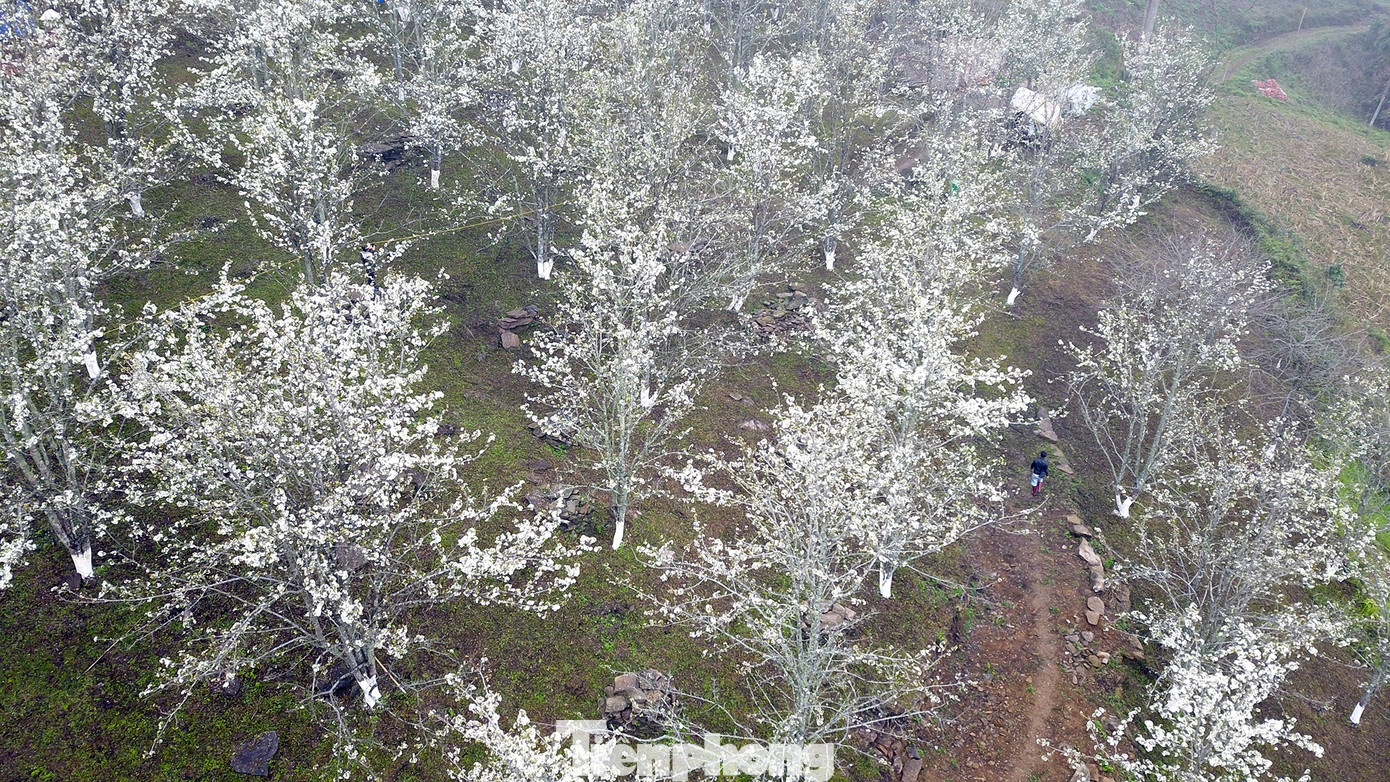 Nhiều du khách tranh thủ lên "check-in" tiên cảnh nơi đây.