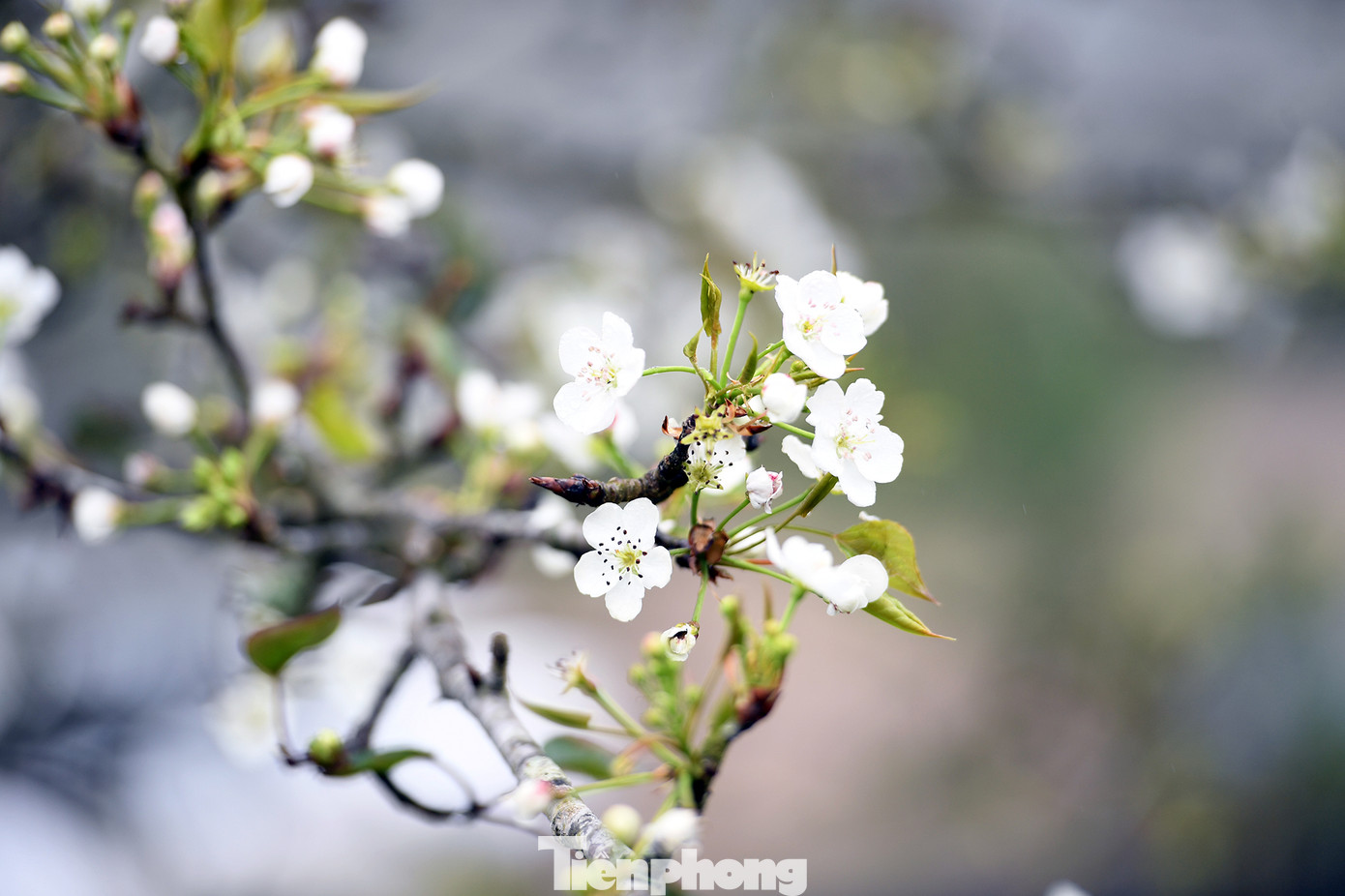Một trong những vườn lê nổi tiếng nhất ở Na Hang phải kể đến là ở Hồng Thái. Anh Đặng Đức Lương (sinh năm 1998, ở xã Hồng Thái) cho biết vườn lê của gia đình anh bắt đầu mở cửa cho khách du lịch tham quan từ năm 2019.