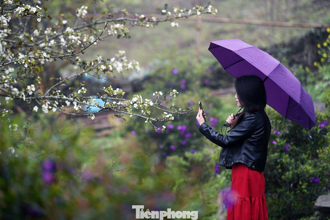 Thời tiết ở Na Hang những ngày này thường xuyên gặp sương mù, mưa phùn. Vì vậy, bạn không cần đến vườn quá sớm mà có thể thong dong đợi sương tan, kiên nhẫn chờ để có những tấm ảnh ưng ý nhất.