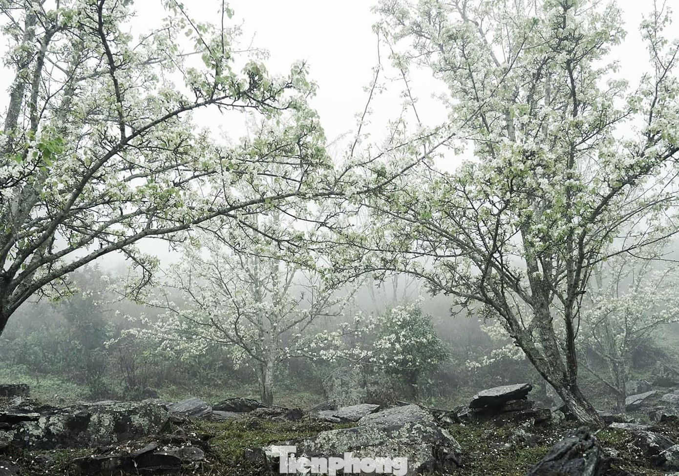 Theo người dân địa phương, lê sẽ chỉ nở đến hết tuần sau và sẽ chuyển sang thời kỳ kết trái để chuẩn bị cho vụ thu hoạch vào mùa hè.